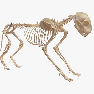 cat skeleton 3d model