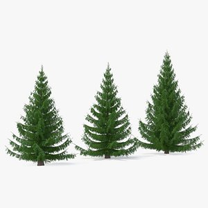 spruces coniferous evergreen 3D model