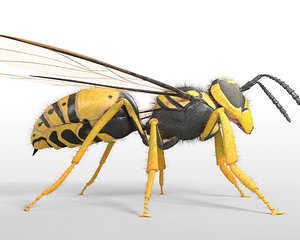 Wasp Rigged