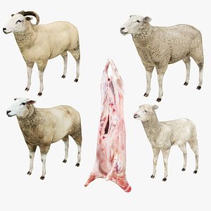 3D model Sheep and Sheep Carcass Collection