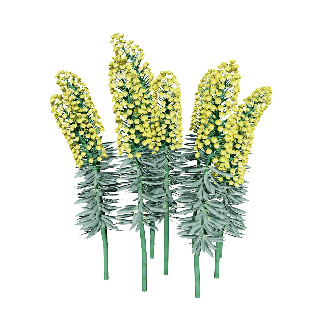 Realistic Euphorbia Plant 3D Model 3D model https://p.turbosquid.com/ts-thumb/3C/GISvlB/1W/ecsw178/jpg/1731519659/1920x1080/fit_q87/e3ece46ce72dd8df299b66562deed9fb002a1027/ecsw178.jpg