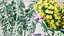 Realistisches 3D-Modell der Euphorbia-Pflanze
