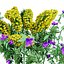 Realistisches 3D-Modell der Euphorbia-Pflanze