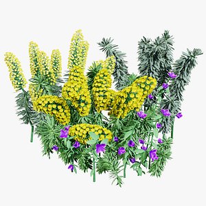 Realistic Euphorbia Plant 3D Model 3D model