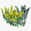 Realistisches 3D-Modell der Euphorbia-Pflanze