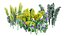 Realistisches 3D-Modell der Euphorbia-Pflanze