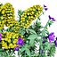 Realistisches 3D-Modell der Euphorbia-Pflanze