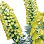 Realistisches 3D-Modell der Euphorbia-Pflanze