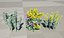 Realistisches 3D-Modell der Euphorbia-Pflanze