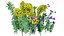 Realistisches 3D-Modell der Euphorbia-Pflanze
