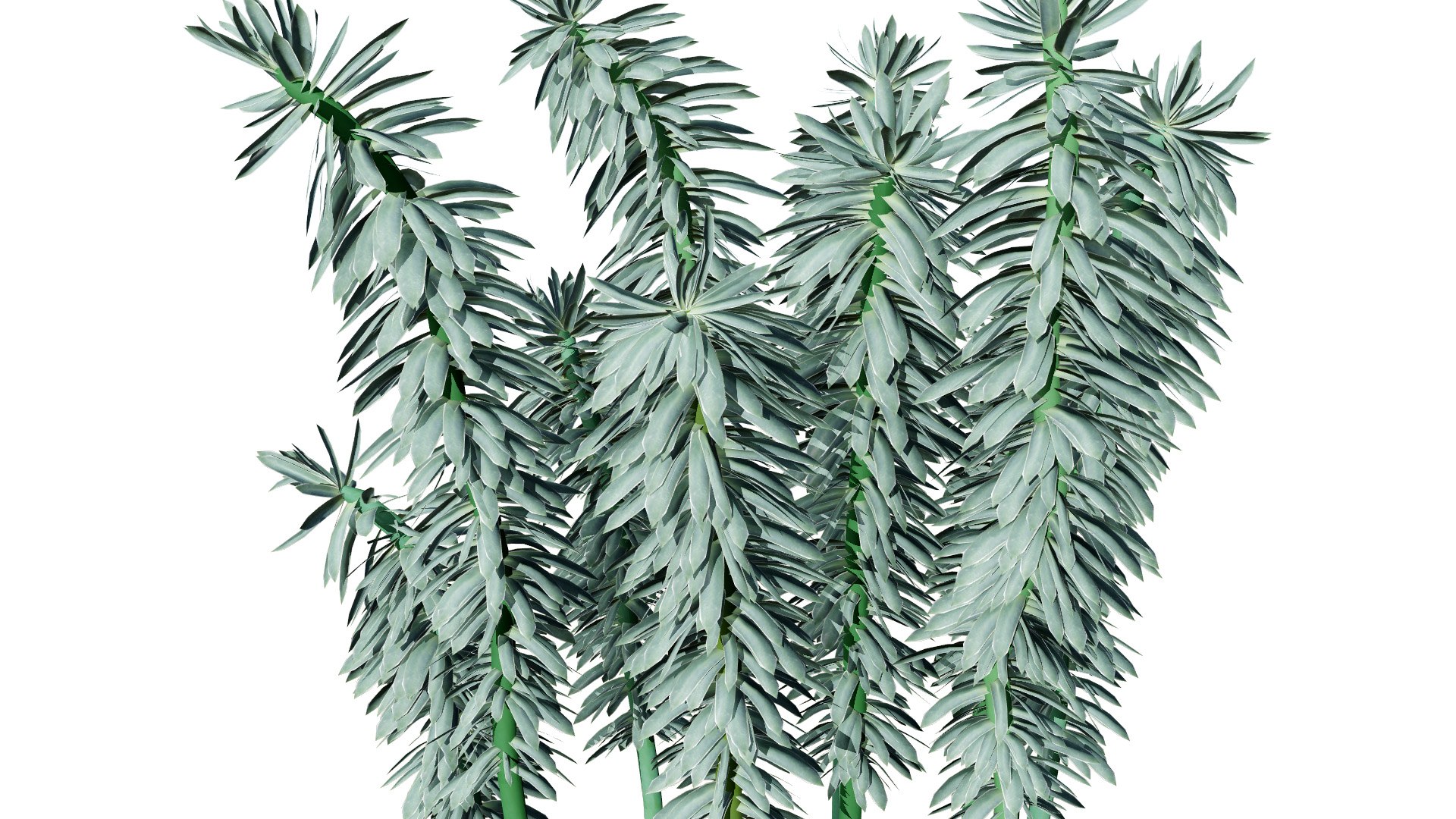 Realistic Euphorbia Plant 3D Model 3D model https://p.turbosquid.com/ts-thumb/3C/GISvlB/zk/ecswl/jpg/1731519650/1920x1080/fit_q87/981712635d5e89490a0023f7c2ccd1de77f26810/ecswl.jpg