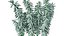Realistisches 3D-Modell der Euphorbia-Pflanze