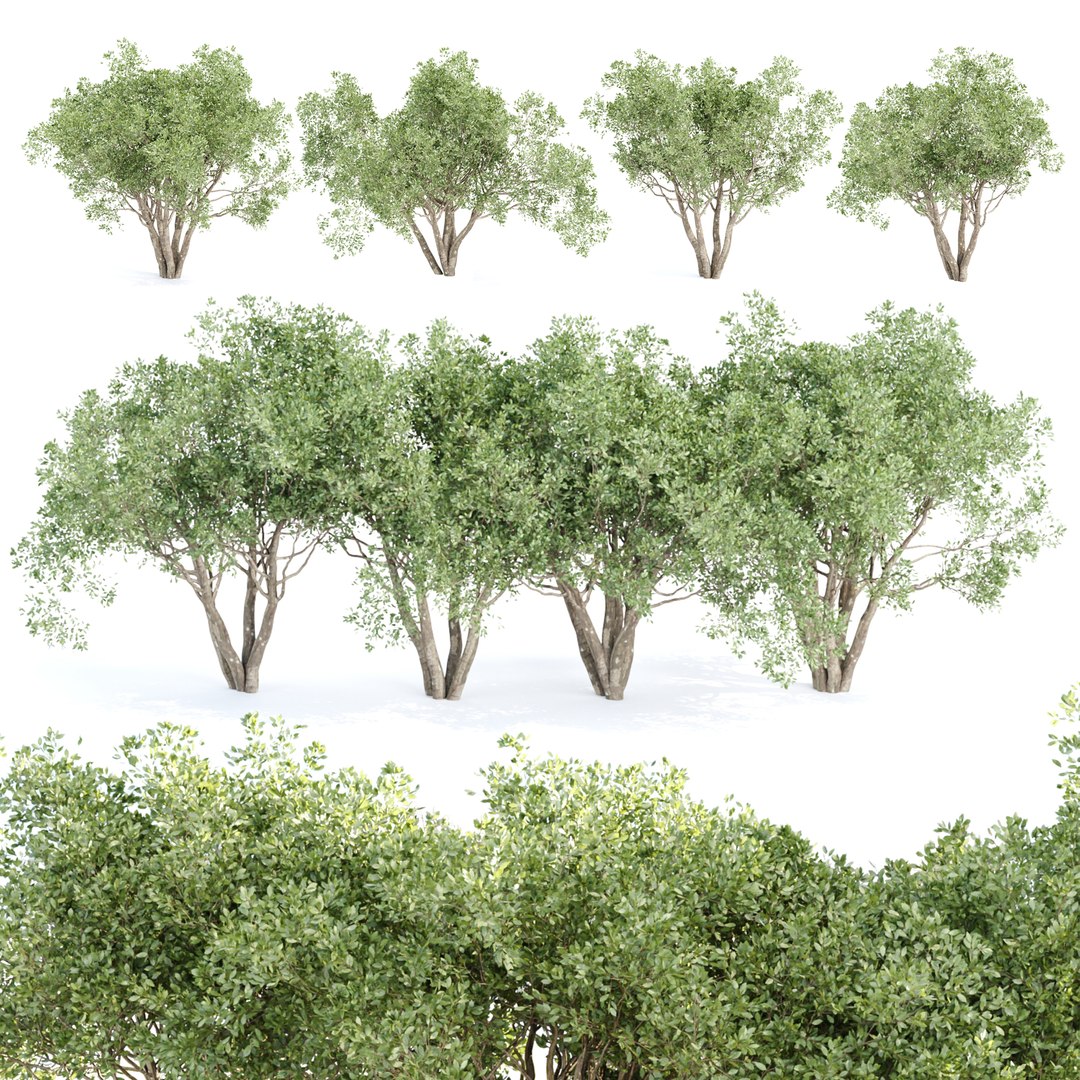 3D Shrubs Collection vol 242-3DModel model - TurboSquid 2156705