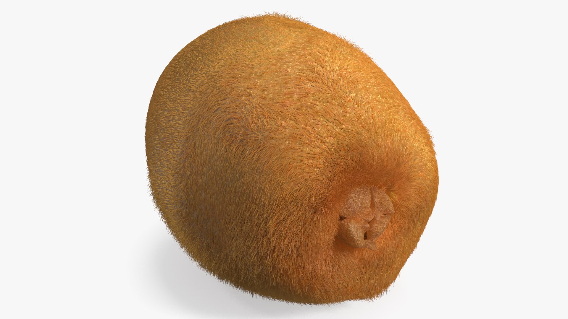 Kiwi with Fur 3D model preview