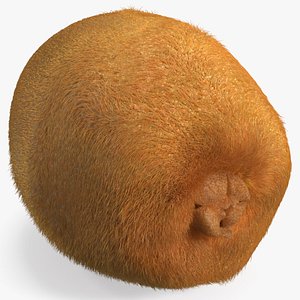 Kiwi with Fur 3D model