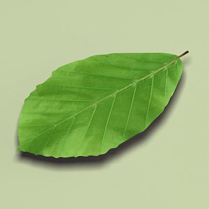 Beech leaf Fagus sylvatica leaf