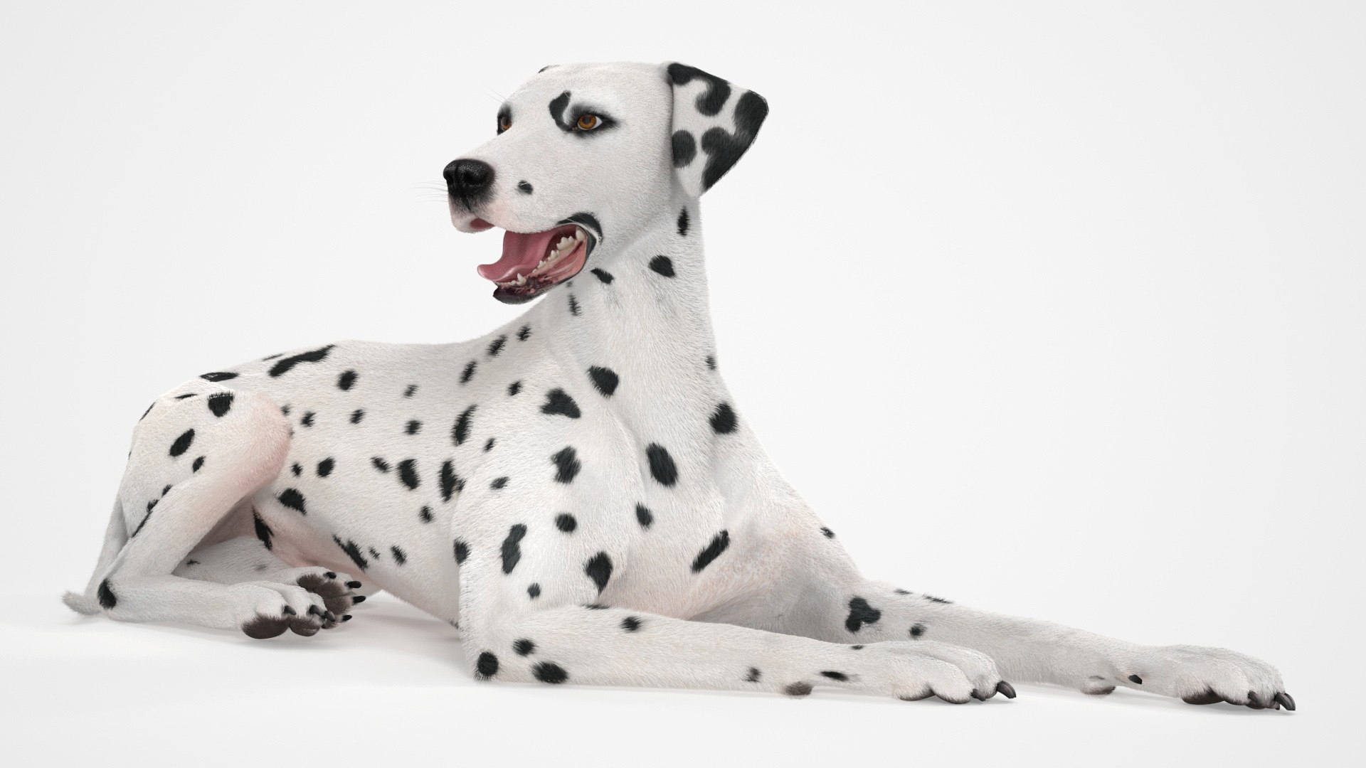 Lying Dalmatian Dog Fur 3D model preview