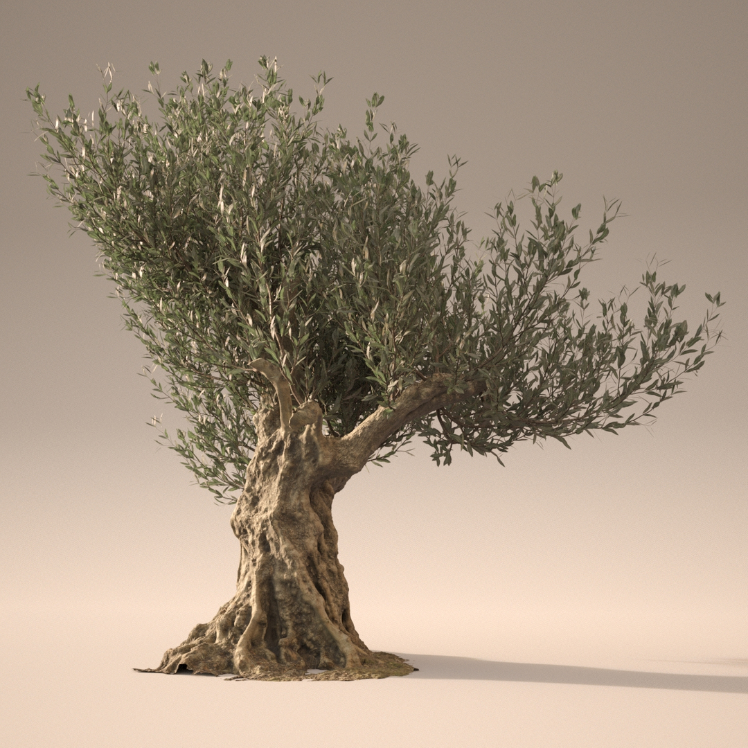 3D olive trees animation realistic model - TurboSquid 1396078