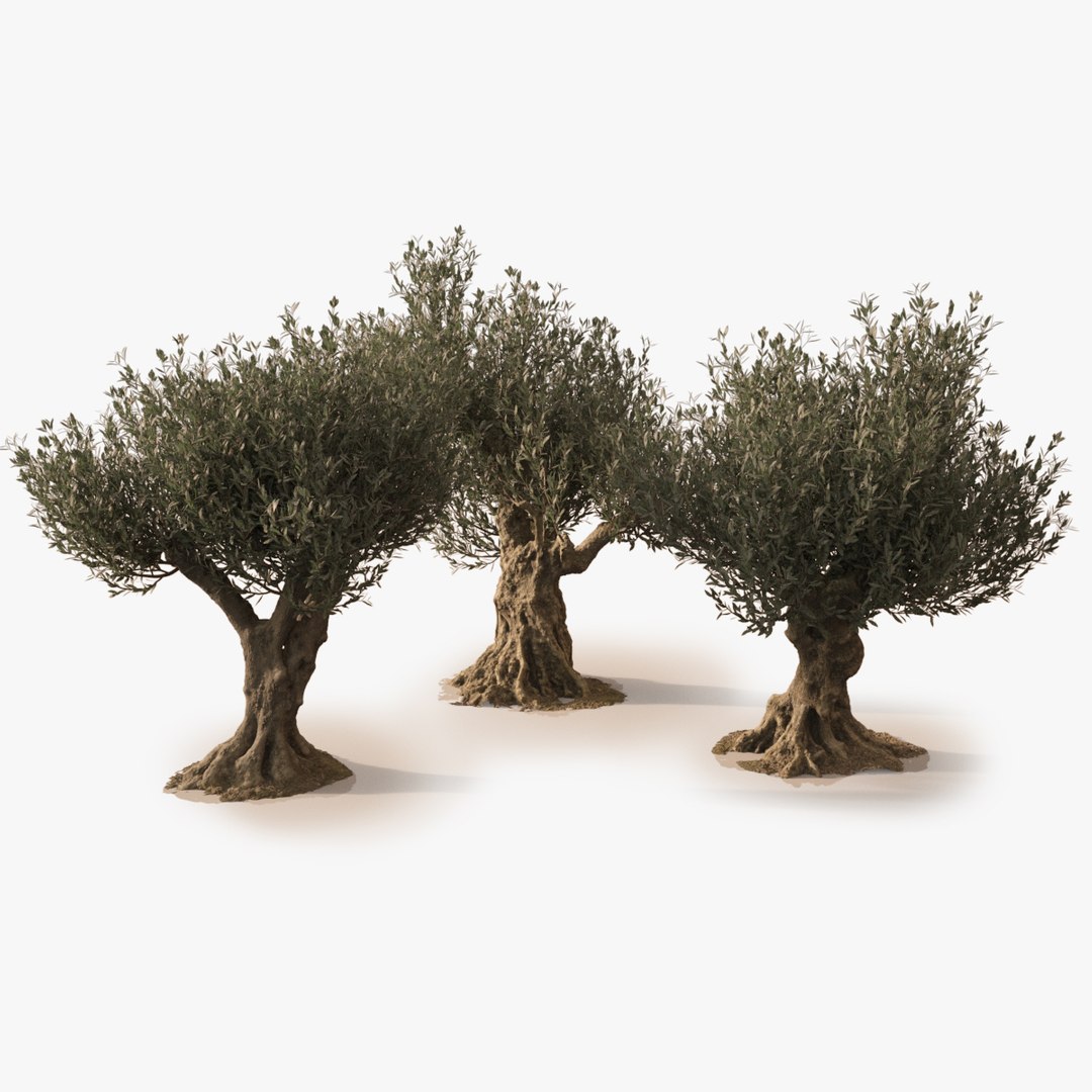 3D Olive Trees Animation Realistic Model - TurboSquid 1396078