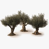 Animated Photorealistic Olive Trees