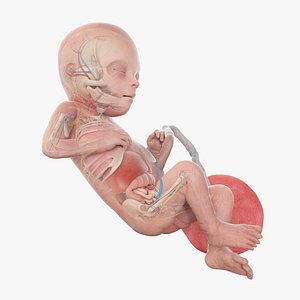 3D Fetus Anatomy Week 21 Animated model