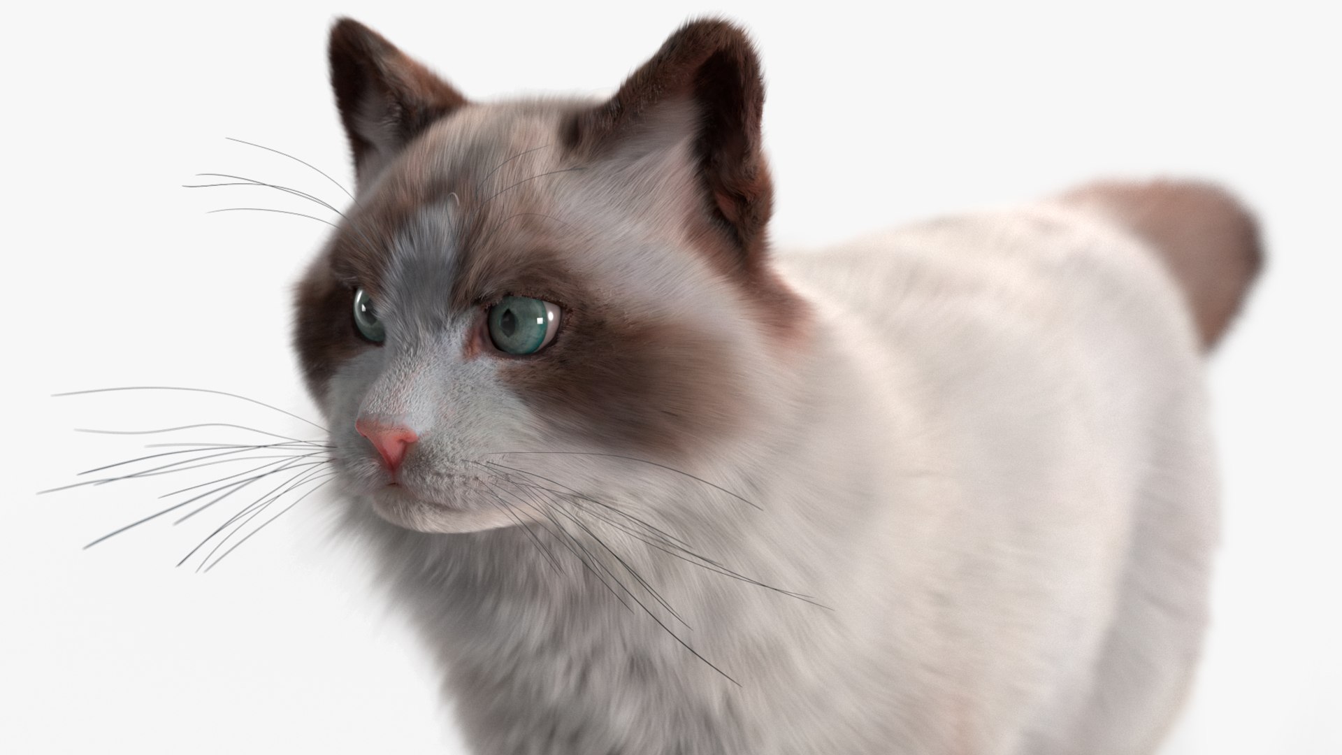 Ragdoll Cat Fur For Cinema 4D 3D Model - TurboSquid 2468513