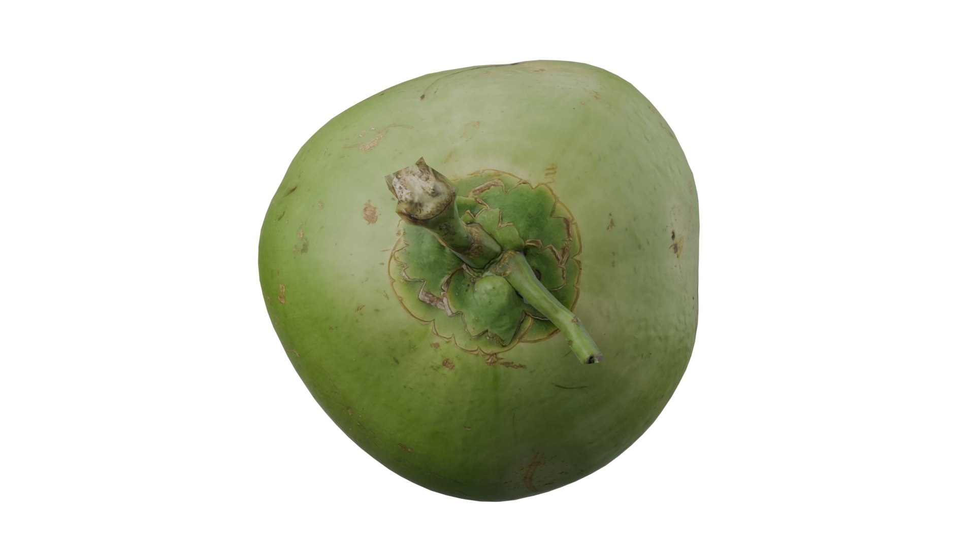 3D model Coconut https://p.turbosquid.com/ts-thumb/3D/LXT74h/Ob/img4/png/1737445809/1920x1080/fit_q87/93197211556fd8b8c0d20df780243af98e3cea68/img4.jpg