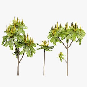Brazilian Firetree