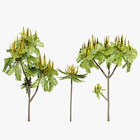 Brazilian Firetree