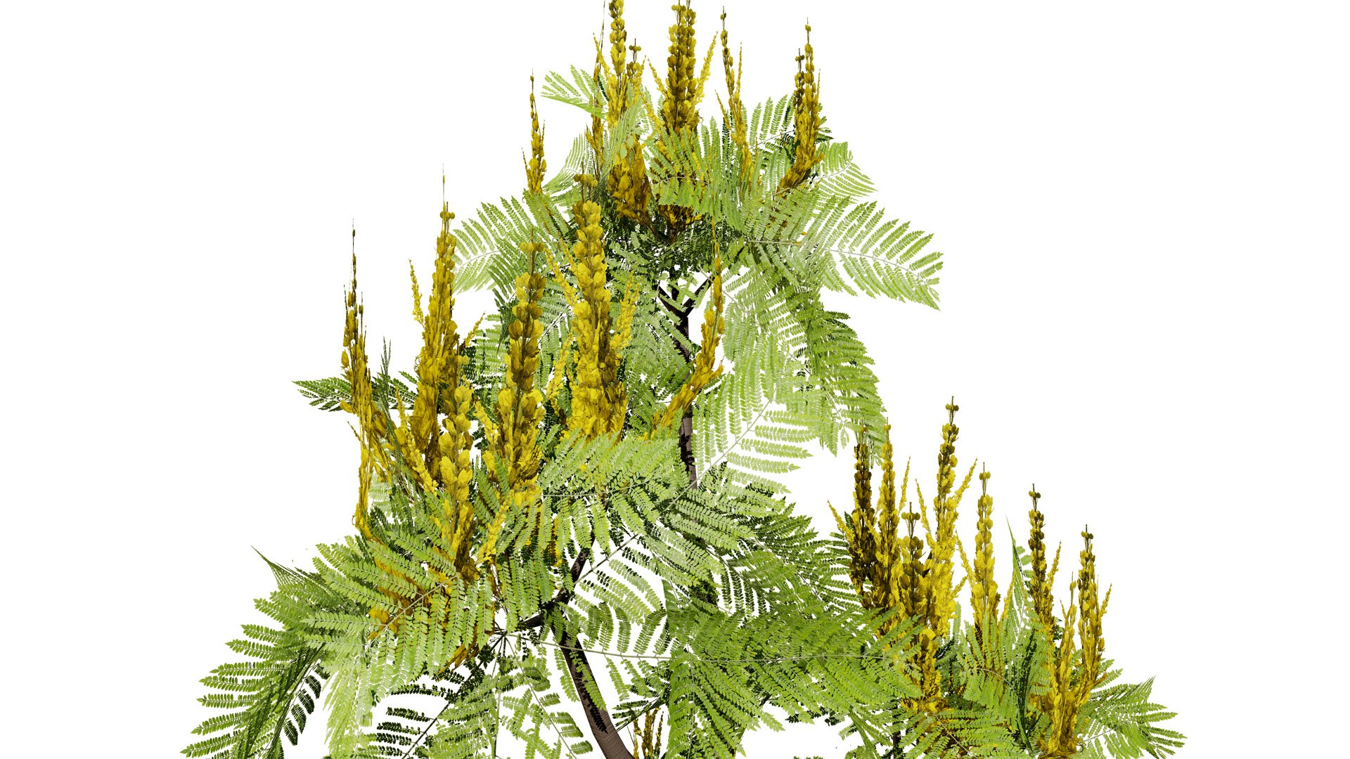 Brazilian Firetree 3D Model 3D model https://p.turbosquid.com/ts-thumb/3D/PE4hQg/7p/22l/jpg/1731259627/1920x1080/fit_q87/179c63cc64115699a9b0bb79764c063fcfda49db/22l.jpg