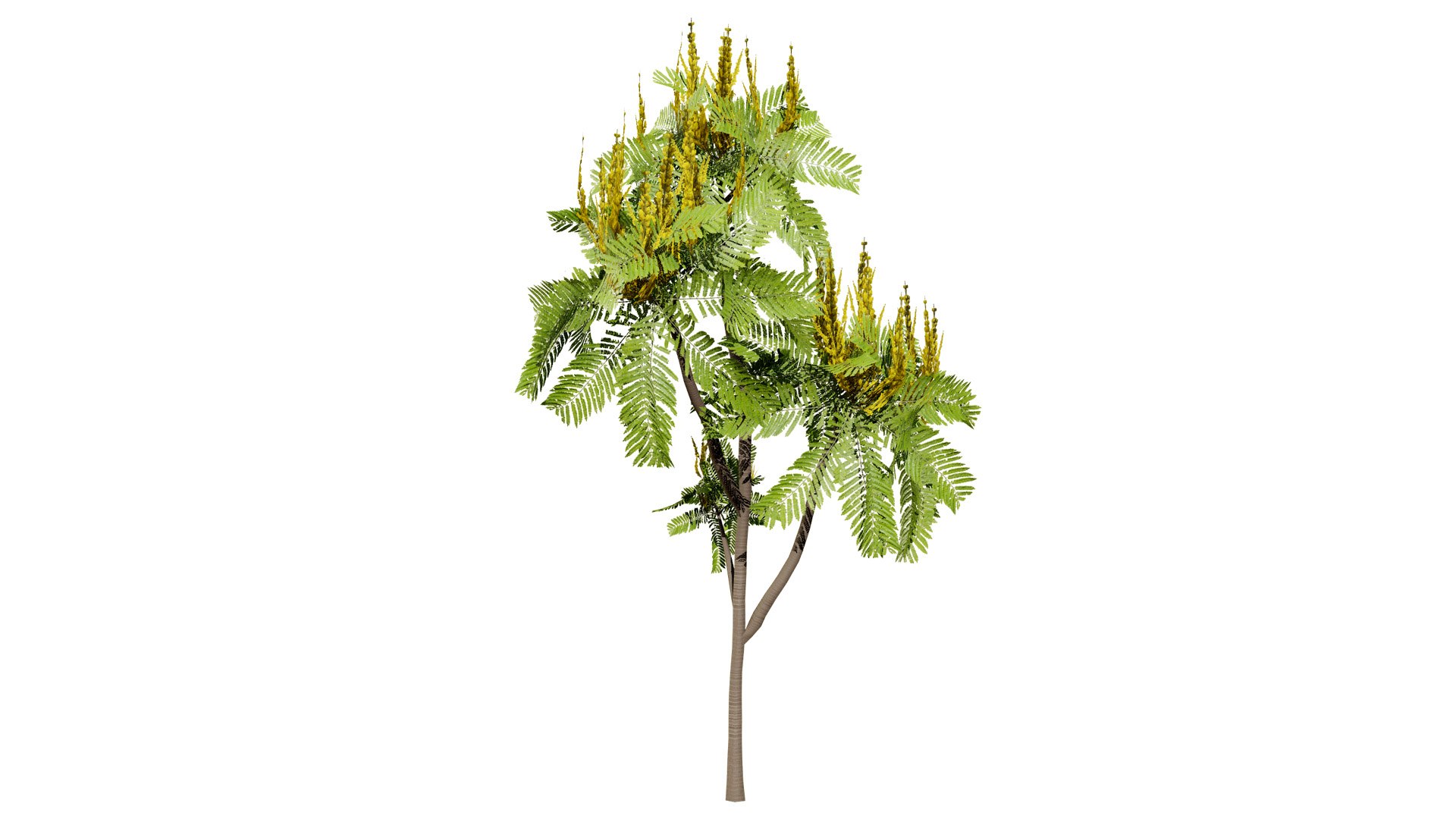 Brazilian Firetree 3D Model 3D model https://p.turbosquid.com/ts-thumb/3D/PE4hQg/Hx/300l/jpg/1731259627/1920x1080/fit_q87/63b78d53658ad71dd86338c294a655519e34c253/300l.jpg