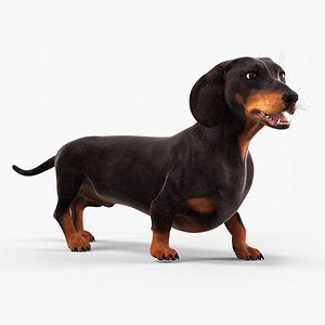 Dachshund Dog Walking Pose Black 3D