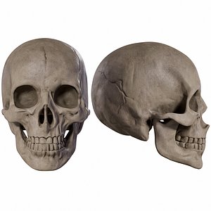 Human Male Skull