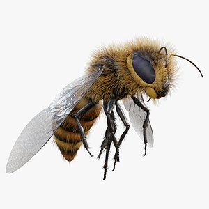 Animated Realistic Worker Bee 3D Model - Biological Rig Flight Cycle 4K PBR