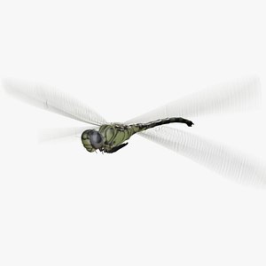 Dragonfly rig animation PBR 3D model