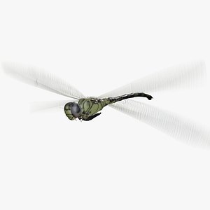 Dragonfly rig animation PBR