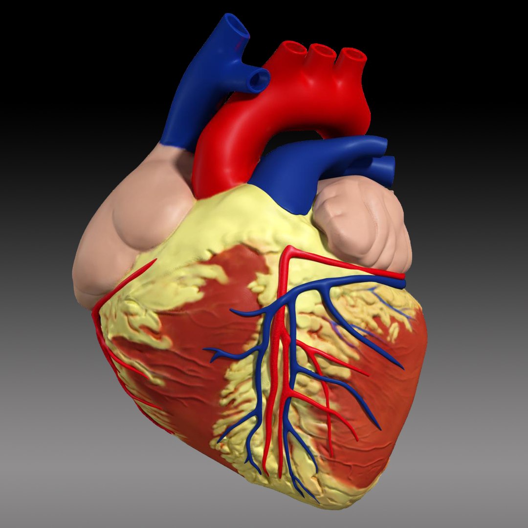 anatomy human heart 3d c4d https://p.turbosquid.com/ts-thumb/3D/dunwyl/2B2oZHZ5/second_image/jpg/1427647201/1920x1080/fit_q87/2f4d645fe70930f87d3ed4e9026984f5d0a51570/second_image.jpg