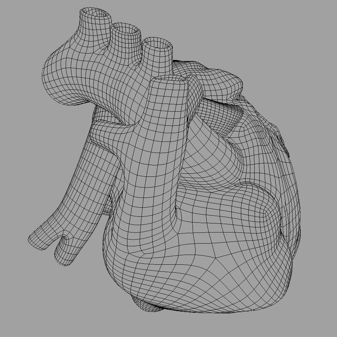 anatomy human heart 3d c4d https://p.turbosquid.com/ts-thumb/3D/dunwyl/5gxzixki/wireframe_image7/jpg/1423657328/1920x1080/fit_q87/b0053e2fe75cd2bae344dec0e96d5bf560fa548c/wireframe_image7.jpg