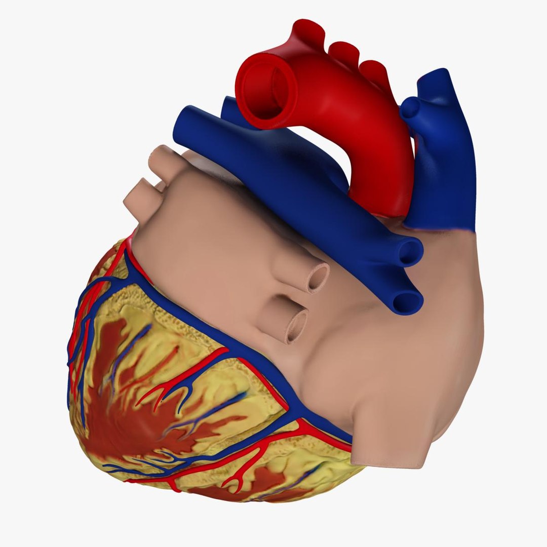 anatomy human heart 3d c4d https://p.turbosquid.com/ts-thumb/3D/dunwyl/70jJDzwy/image3/jpg/1423606054/1920x1080/fit_q87/d61ee37c36b2bc8182bdfae1a9cac05a937054dd/image3.jpg