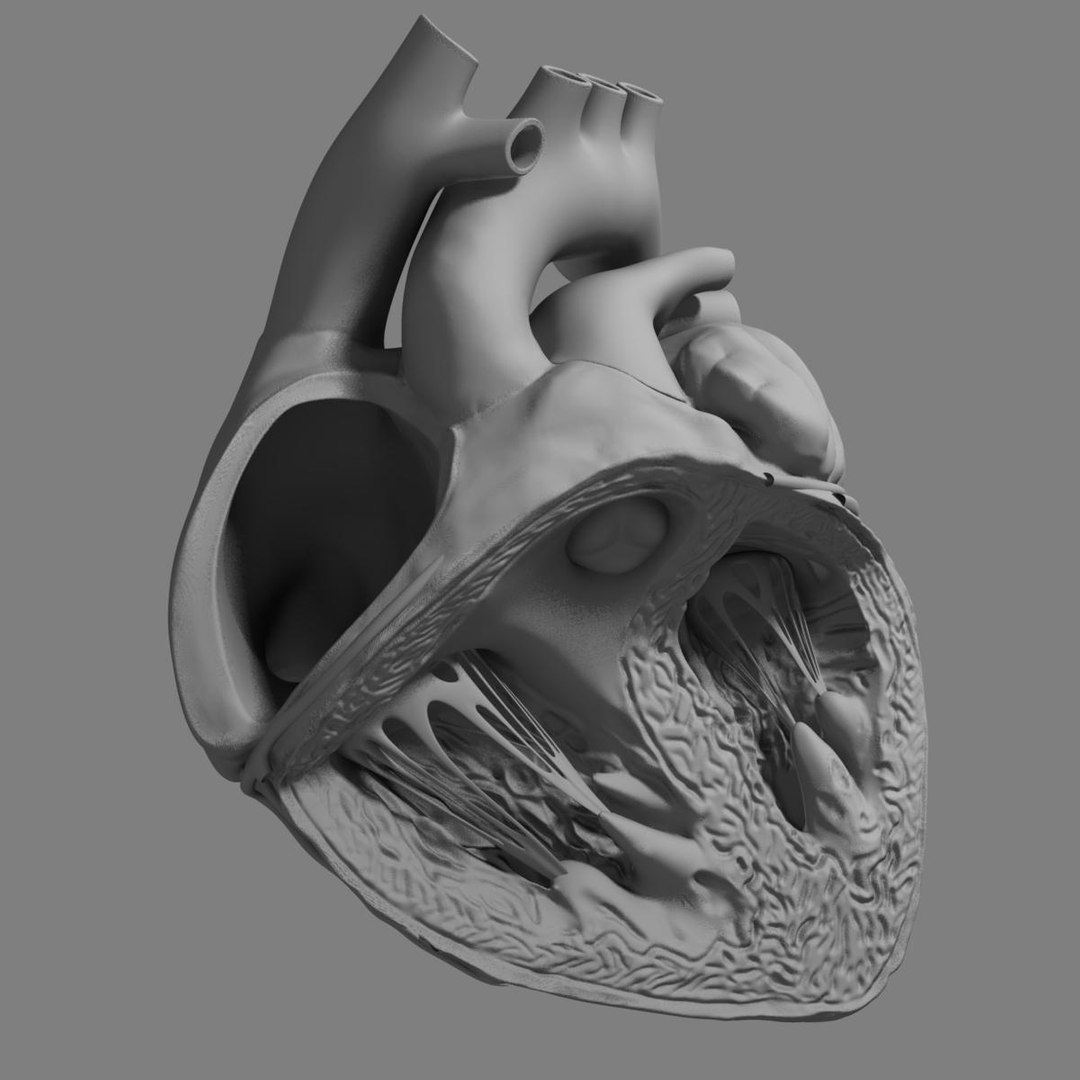 anatomy human heart 3d c4d https://p.turbosquid.com/ts-thumb/3D/dunwyl/BVas18mr/grayscale_image2/jpg/1423658566/1920x1080/fit_q87/95f4076bbae2866a7879e60c7e9cc38cfc8d86c6/grayscale_image2.jpg