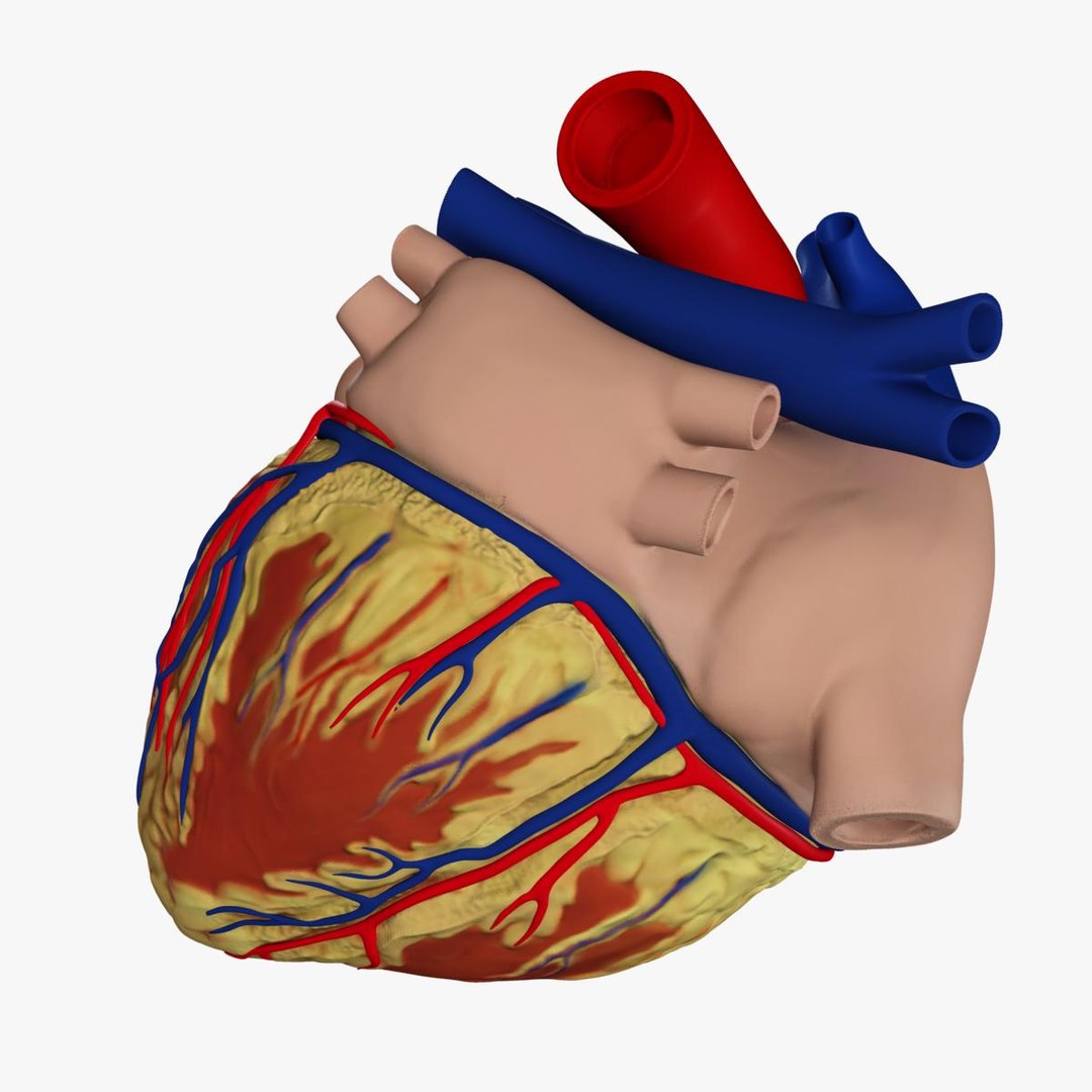 Anatomy Human Heart 3d C4d