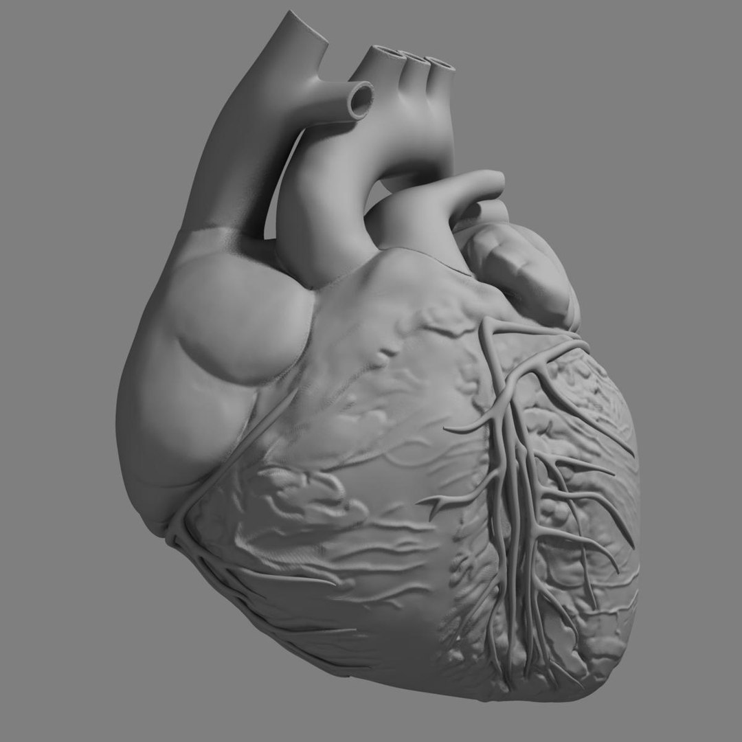 anatomy human heart 3d c4d https://p.turbosquid.com/ts-thumb/3D/dunwyl/Nq8sENlb/grayscale_image2/jpg/1423657334/1920x1080/fit_q87/cdbbf5c81eff661f459ca6aeb05d23cca34a60ca/grayscale_image2.jpg