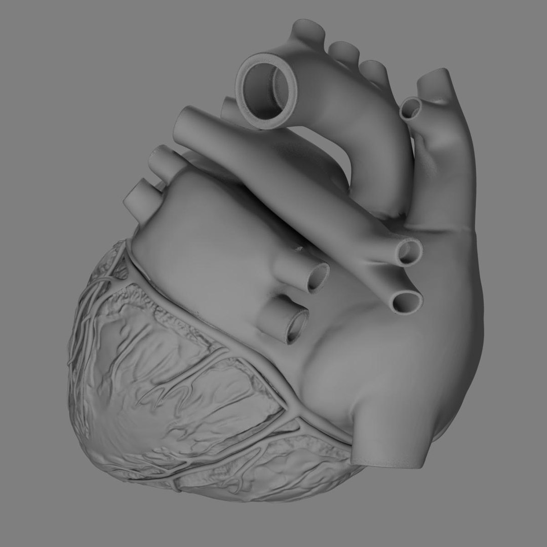 anatomy human heart 3d c4d https://p.turbosquid.com/ts-thumb/3D/dunwyl/O3TeTRkk/grayscale_image3/jpg/1423606280/1920x1080/fit_q87/b7c14475bb382af3d85597426997ad608305a6de/grayscale_image3.jpg