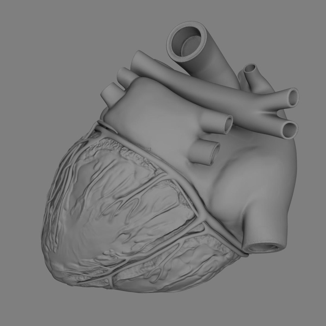anatomy human heart 3d c4d https://p.turbosquid.com/ts-thumb/3D/dunwyl/RAnpxjvG/grayscale_image4/jpg/1423658566/1920x1080/fit_q87/be3585bd925f4dbb9a2f8857d822a929f8628d16/grayscale_image4.jpg