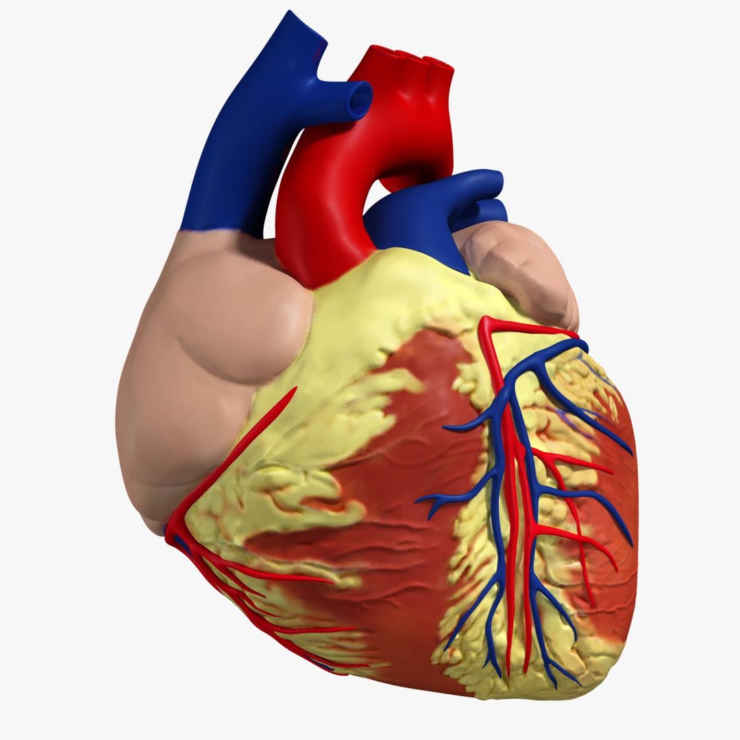 anatomy human heart 3d c4d