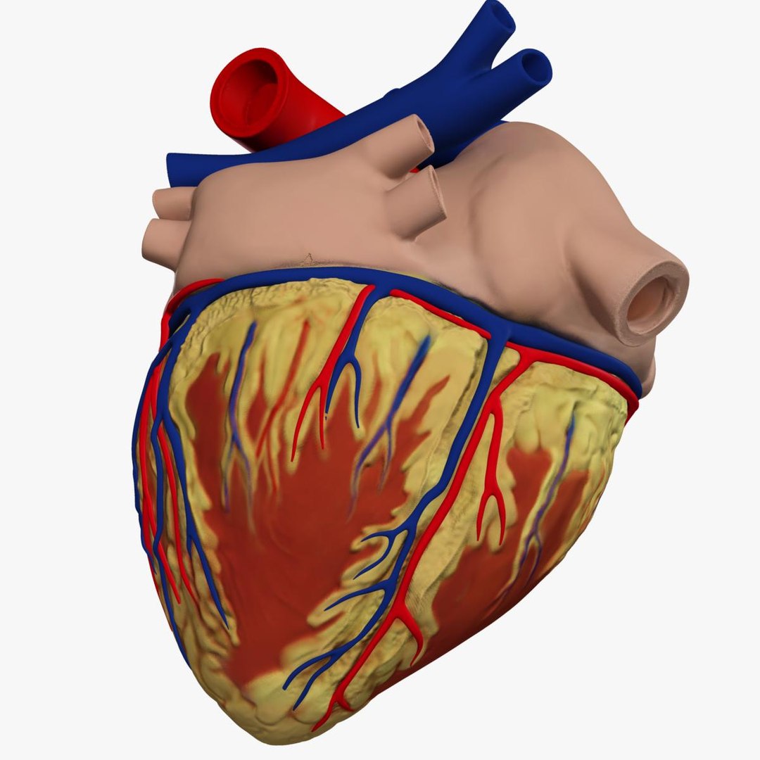 anatomy human heart 3d c4d