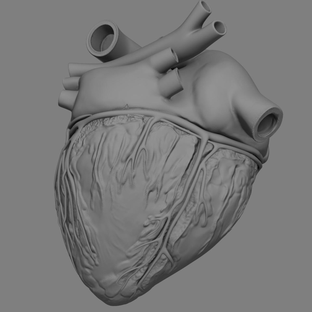 anatomy human heart 3d c4d https://p.turbosquid.com/ts-thumb/3D/dunwyl/gepwz61x/grayscale_image5/jpg/1423606280/1920x1080/fit_q87/a348e00da6ce8556fa93f7dd8c09250038f526ab/grayscale_image5.jpg