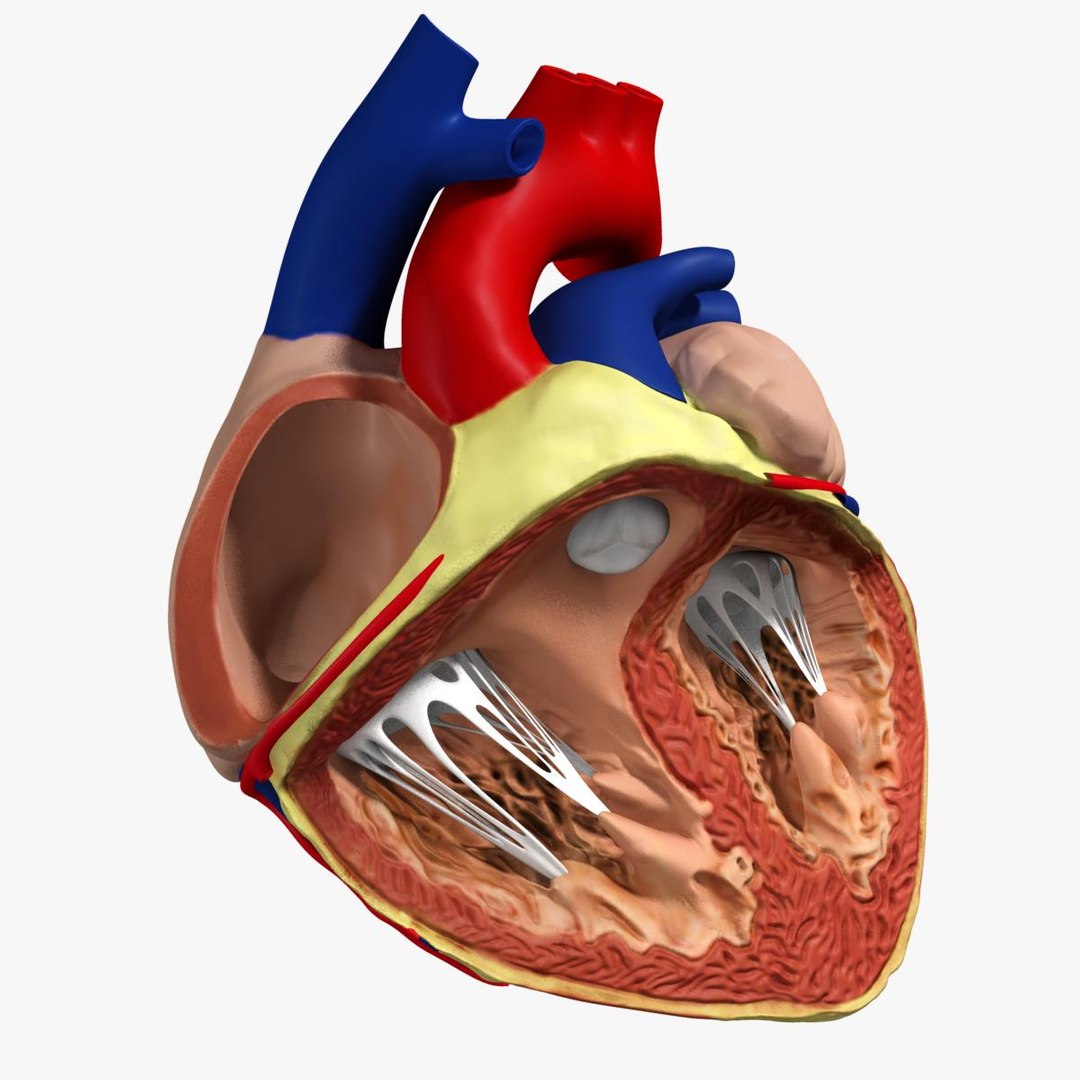 anatomy human heart 3d c4d https://p.turbosquid.com/ts-thumb/3D/dunwyl/kRcn6VEt/image2/jpg/1423605686/1920x1080/fit_q87/97c69652820cabed336fb3b5731c17705284da39/image2.jpg