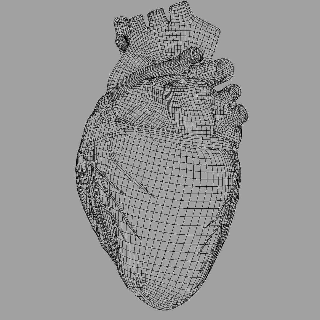 anatomy human heart 3d c4d https://p.turbosquid.com/ts-thumb/3D/dunwyl/n7QHfmYe/wireframe_image6/jpg/1423657328/1920x1080/fit_q87/f091c7594d703dd7f222931321d1354c7759f859/wireframe_image6.jpg