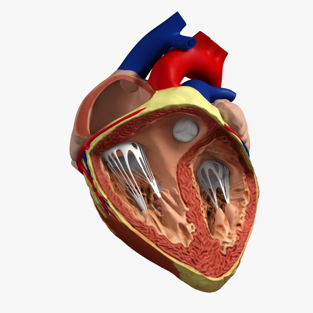 anatomy human heart 3d c4d https://p.turbosquid.com/ts-thumb/3D/dunwyl/oSx1i2nT/image/jpg/1423606092/1920x1080/turn_fit_q99/2efda6cce9e25106c53aae3f28d88cf33629e8e1/image-1.jpg